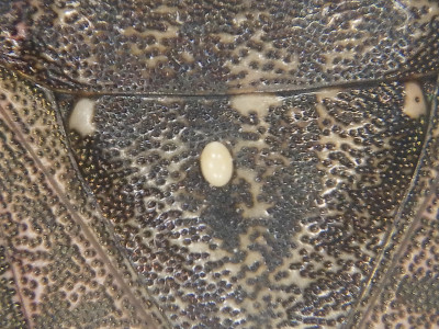 R0016313