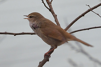 DSC_6351-1