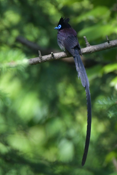 DSC_9863-2